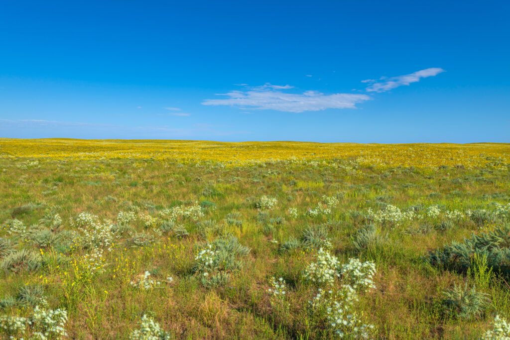 Eastern Colorado Prairie